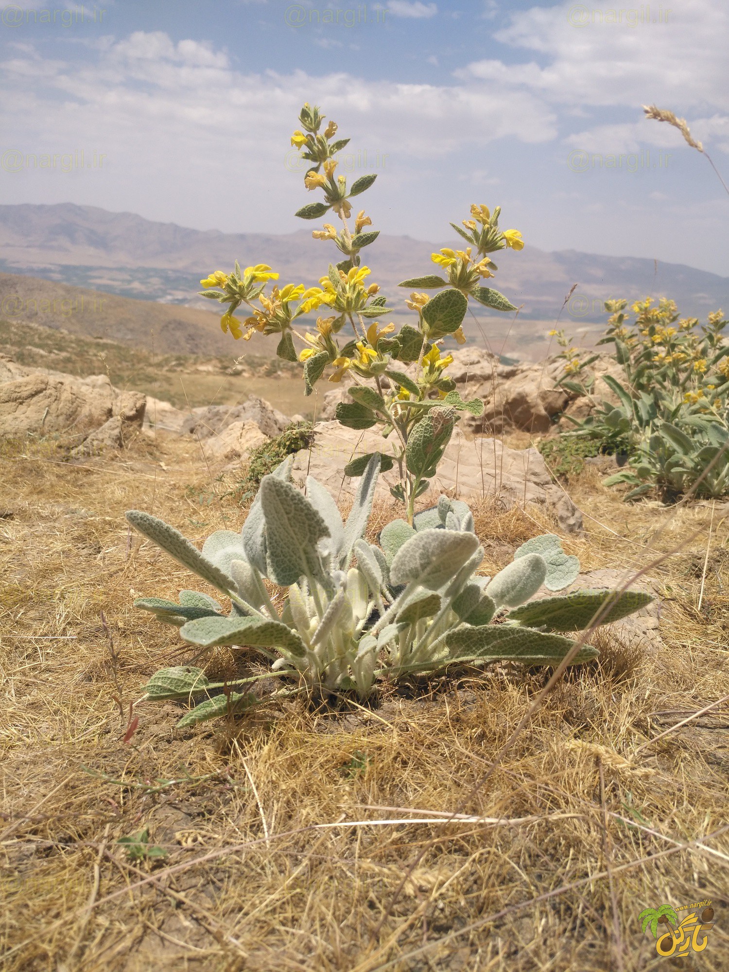 گیاه گوش بره زرد